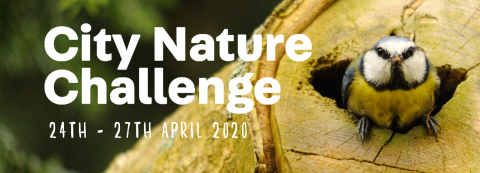 City Nature Challenge 2020