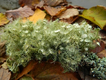 Witches' whiskers lichen, a sprawling tangle of pale green strands