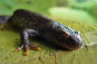 Great crested newt c. Kevin Caster