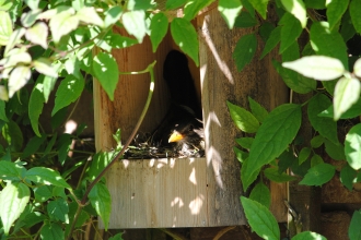 Nest box c. Amy Lewis