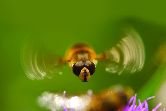 Hoverfly close up (Dan Edwards)