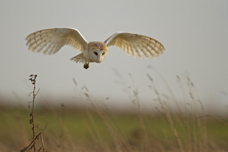 Barn owl hunting