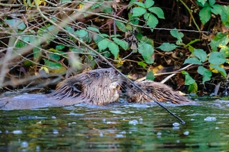 beavers in water