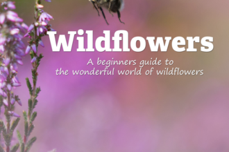 Wildflower Guide