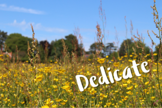 dedicate - meadow
