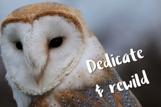 3x3 dedicate and rewild owl