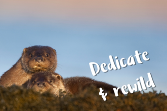 3x3 dedicate and rewild otter