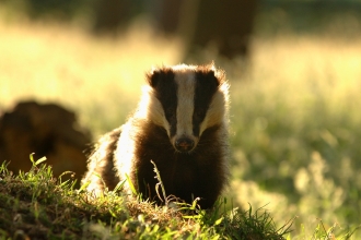 badger in the field