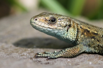 Photo of a common lizard