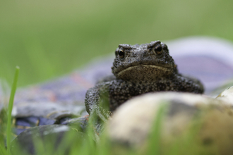 Common toad 