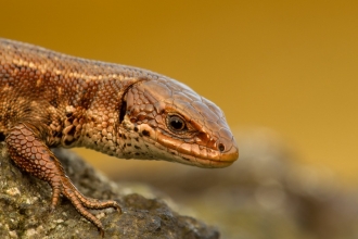 Viviparous or Common lizard
