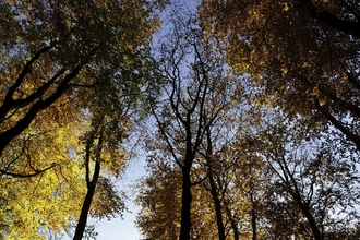 Looking up at autumn trees