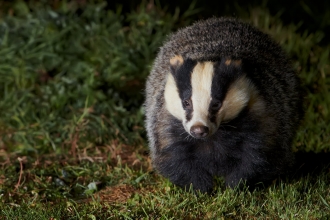 badger in the night