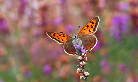 New Ferry Butterfly Park c. Matt Berry