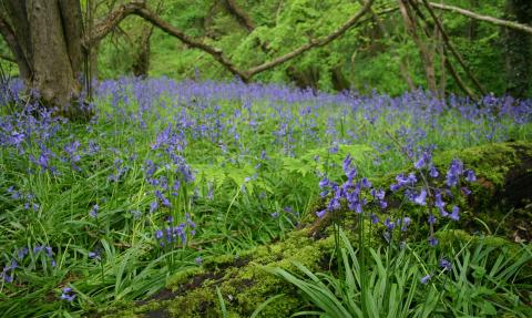 Bluebells at Warburton's Wood