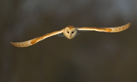 Barn owl c. Andy Rouse/2020VISION