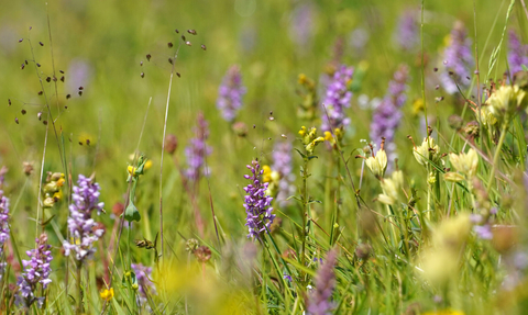 A collection of wildflowers blooming in a meadow, including the purple towers of common spoted orchids