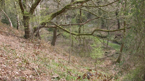 Foxes Wood