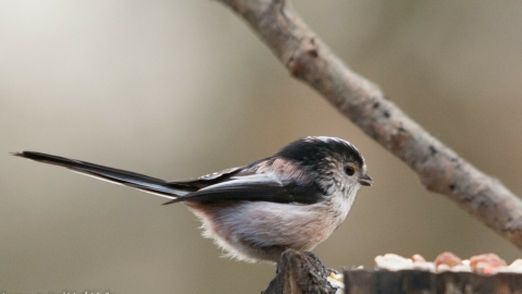 Long-tailed tit at Compstall Nature Reserve c. Jason Sheen