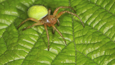 A cucumber spider sitting on a leaf. It's a yellowish-brown spider, with a bright apple green abdomen