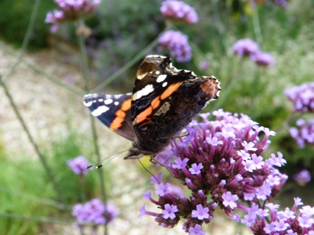 Red admiral on verbena c. Claire Huxley