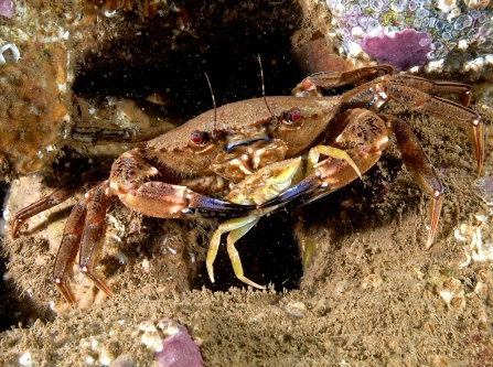 Crab c. Paul Naylor http://www.marinephoto.co.uk/