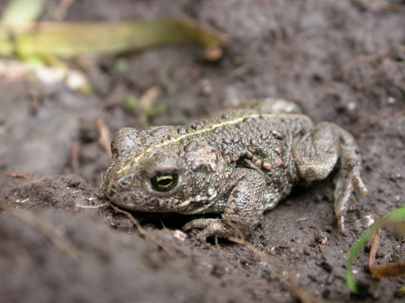 Natterjack toad c. Philip Precey