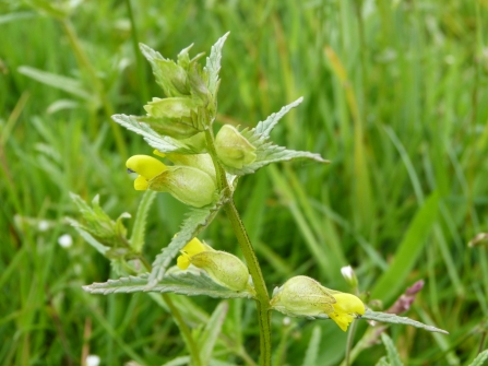Yellow rattle c. Claire Huxley