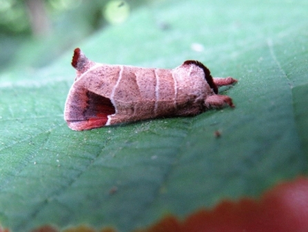 Chocolate tip moth c. Steve Holmes