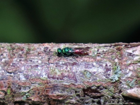 Ruby-tailed wasp c. Steve Holmes