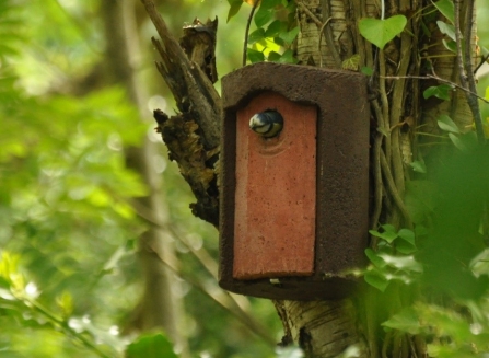 Blue tit nest box at Cleaver Heath c. Alan Irving