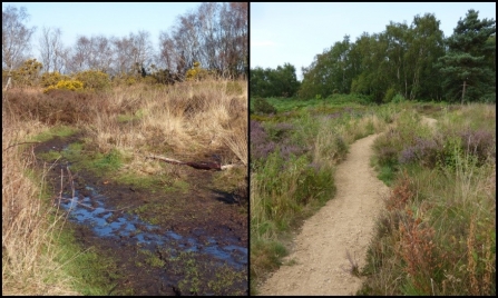 Cleaver heath path before and after c. Alan Irving