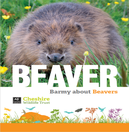 Barmy about Beavers