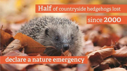 hedgehog nature emergency 