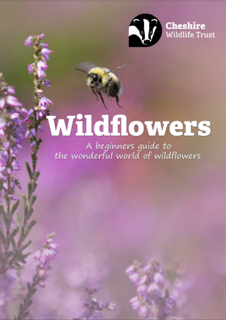 Wildflower Guide