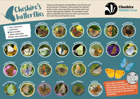 Cheshire Butterfly Spotter