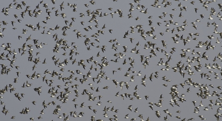 A large flock of dunlin in flight