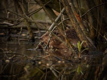 Rowan (male beaver)