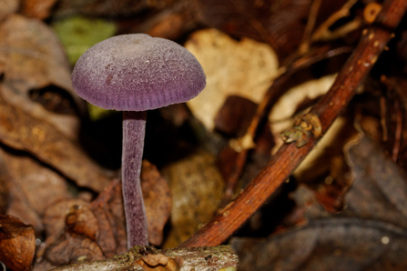 Amethyst deceiver mushroom amongst leaf litter