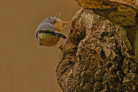 Nuthatch at nest
