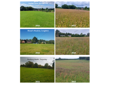 before and afters of meadow creation