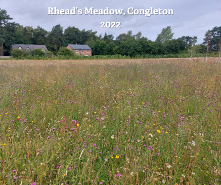 Rhead's meadow (after)