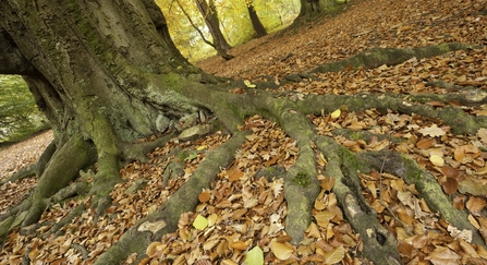 Tree roots autumn