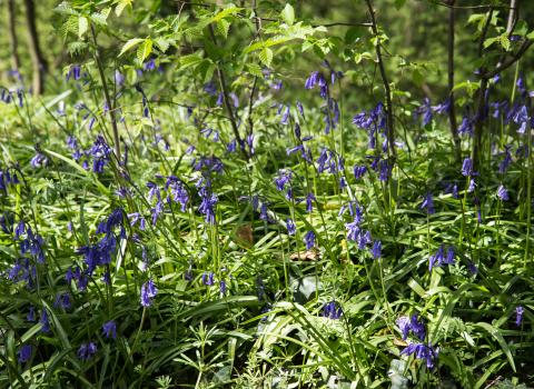 Bluebells at Owley Wood c. Victoria Kirby