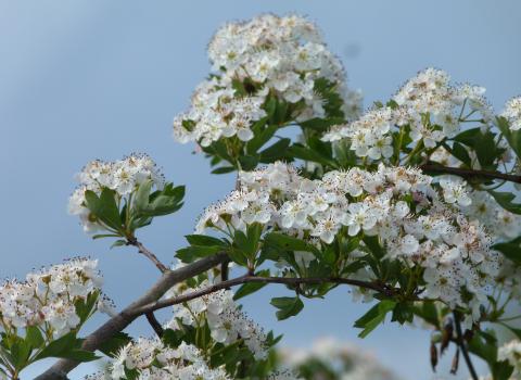 Hawthorn blossom c. Claire Huxley