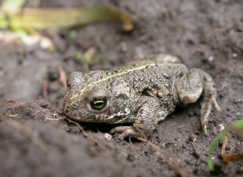 Natterjack toad c. Philip Precey