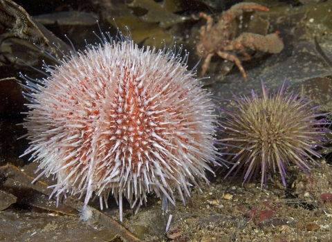 Sea urchin c. Paul Naylor http://www.marinephoto.co.uk/