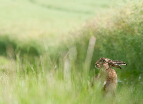 hare in long grass