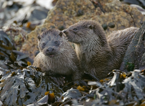 otters together