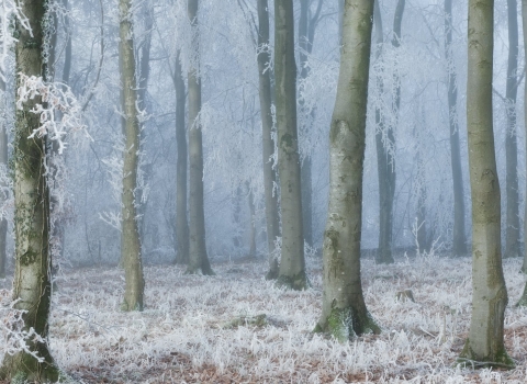 woodland in the snow